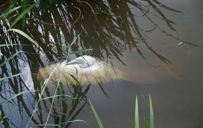 Stuttgart Hofen: Fischsterben am Max Eyth See_0