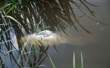 Stuttgart Hofen: Fischsterben am Max Eyth See_0