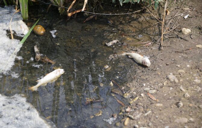 Stuttgart Hofen: Fischsterben am Max Eyth See_1