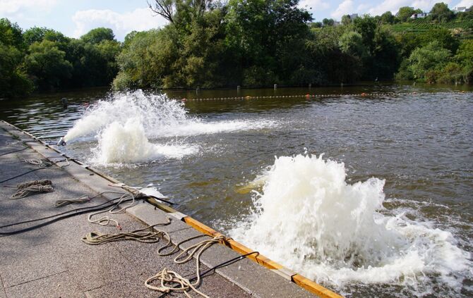 Stuttgart Hofen: Fischsterben am Max Eyth See_4