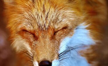 fuchs-2424369_1920_0