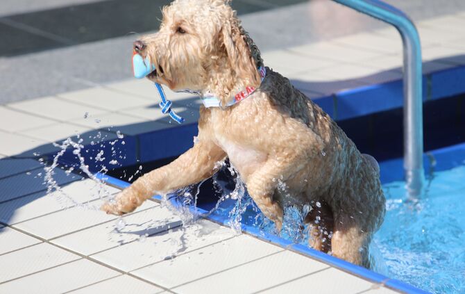 Hundebadetag - Bild 04_0