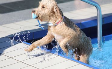 Hundebadetag - Bild 04_0