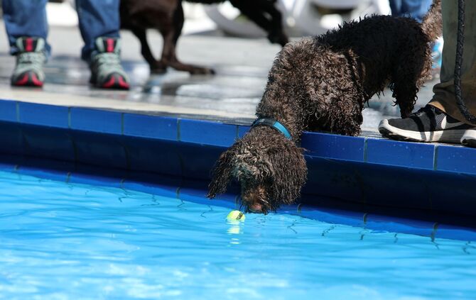 Hundebadetag - Bild 01_1