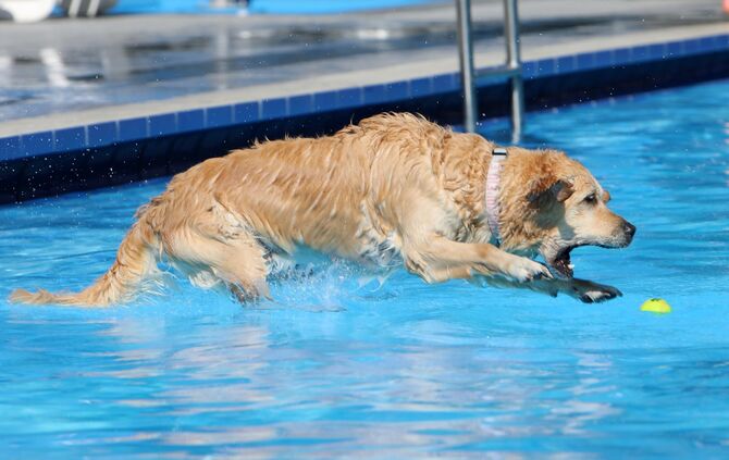 Hundebadetag - Bild 02_2