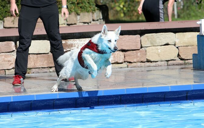 Hundebadetag - Bild 03_3