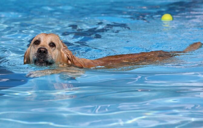 Hundebadetag - Bild 06_5