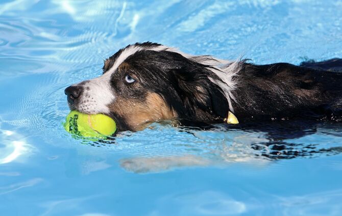 Hundebadetag - Bild 07_6