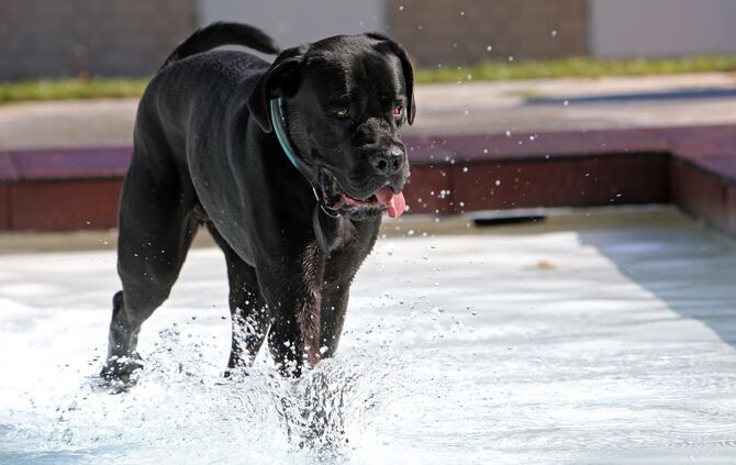 Hundebadetag - Bild 08_7