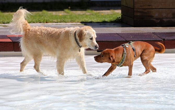 Hundebadetag - Bild 09_8