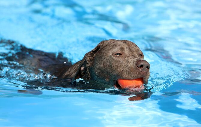 Hundebadetag - Bild 10_9