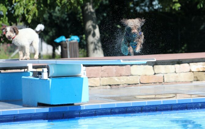 Hundebadetag - Bild 11_10