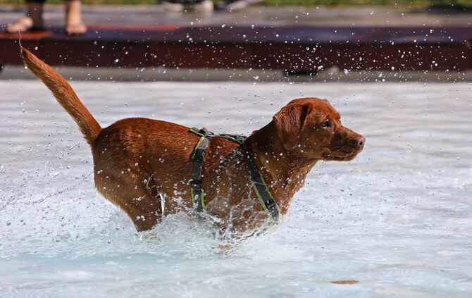 Hundebadetag - Bild 12_11