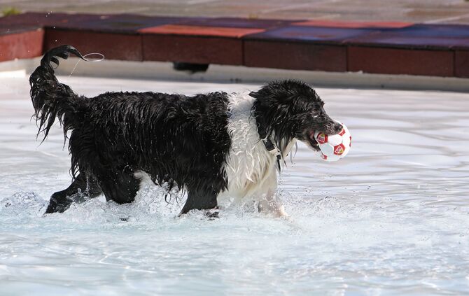 Hundebadetag - Bild 13_12