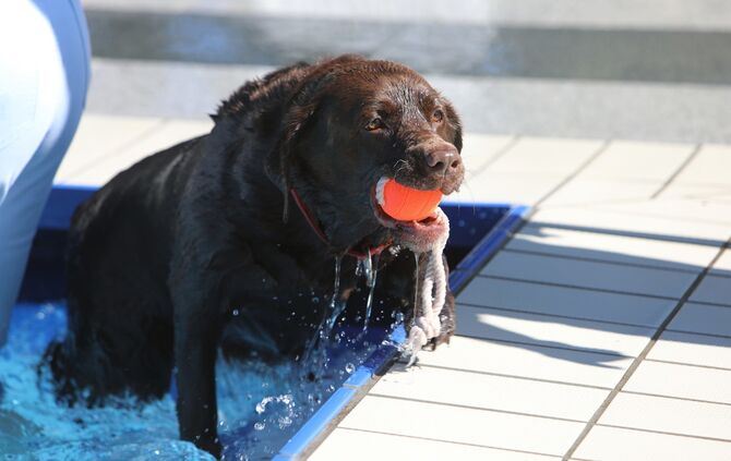 Hundebadetag - Bild 15_14