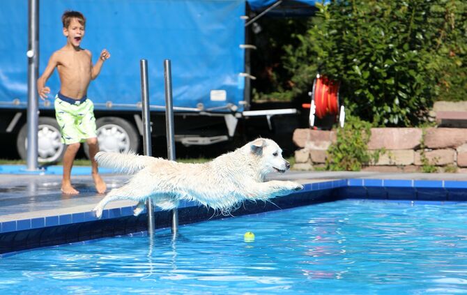 Hundebadetag - Bild 16_15
