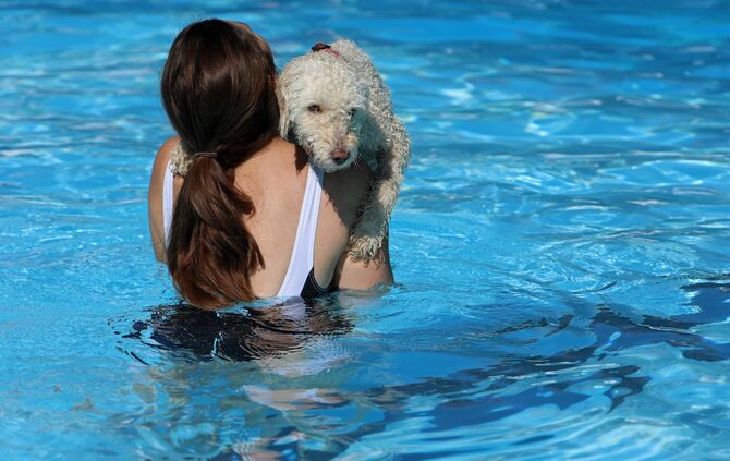 Hundebadetag - Bild 18_17