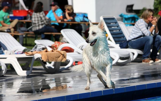 Hundebadetag - Bild 19_18