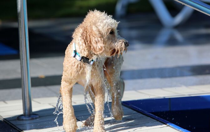 Hundebadetag - Bild 22_21