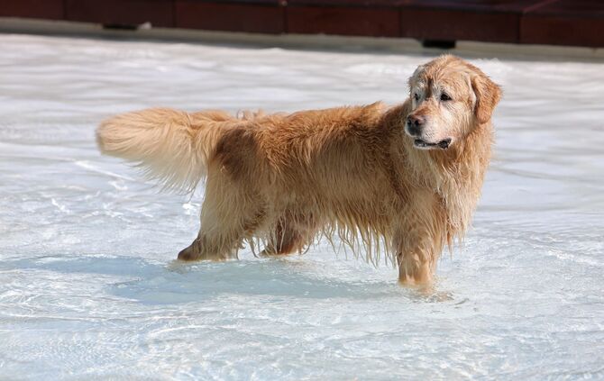 Hundebadetag - Bild 25_24