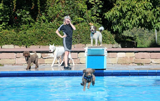 Hundebadetag - Bild 28_27