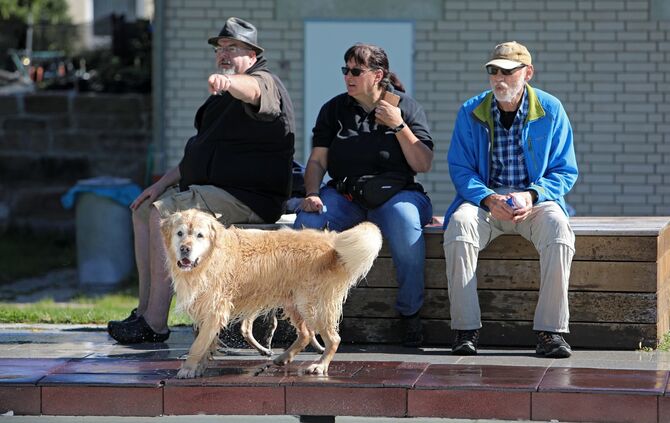 Hundebadetag - Bild 29_28