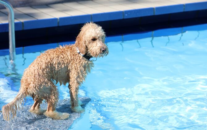 Hundebadetag - Bild 30_29