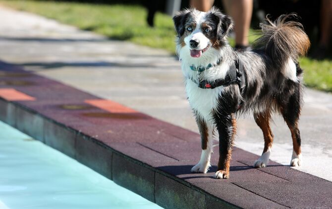 Hundebadetag - Bild 31_30