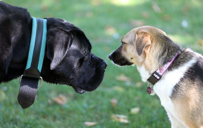 Hundebadetag - Bild 32_31