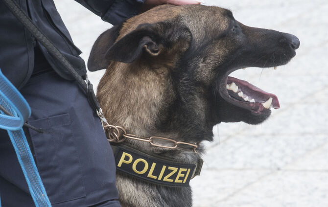 Polizeihund