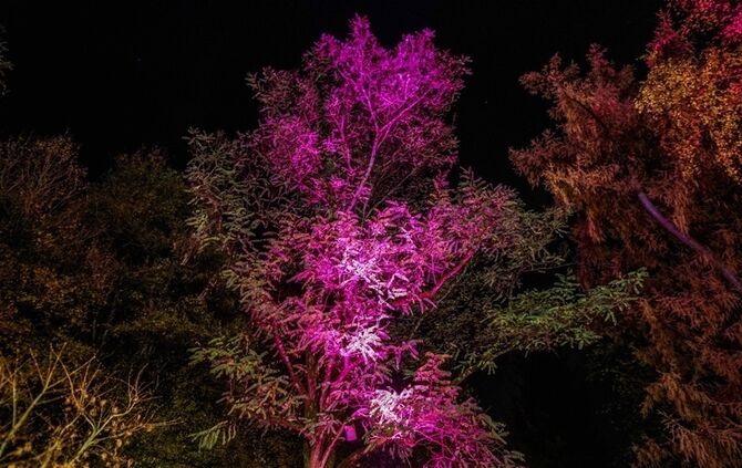 Lichtermarkt - Bild 52_51