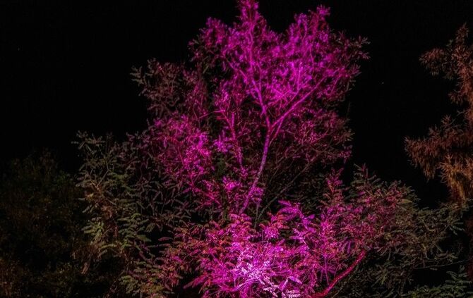 Lichtermarkt - Bild 69_68