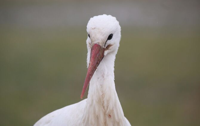 Storch Störche_0