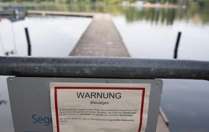 Tote Fische im Max-Eyth-See