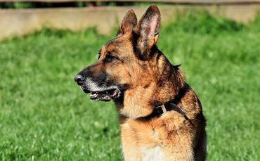 Schäferhund Symbol_0