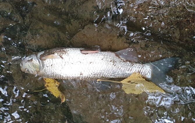 Fischsterben Buchenbach Leutenbach