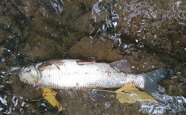 Fischsterben Buchenbach Leutenbach