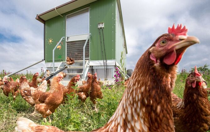 Hühner in Leutenbach_0