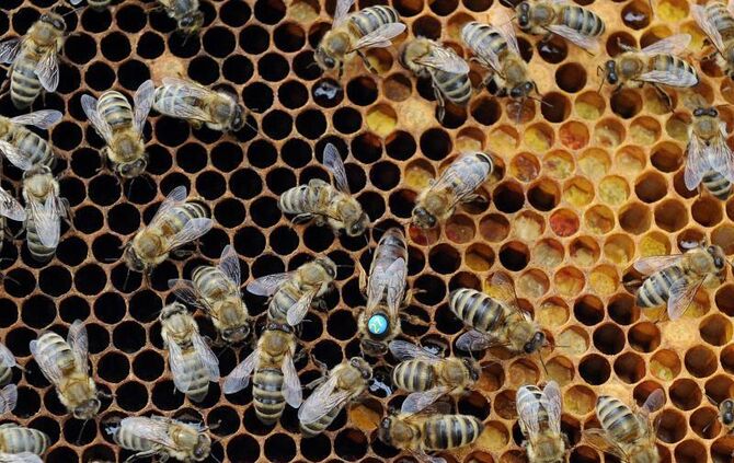 Bienen auf einer Brutwabe