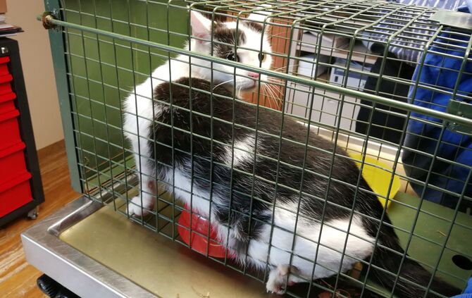 Kastrierung Katzen_0