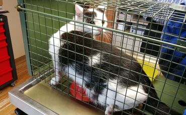 Kastrierung Katzen_0