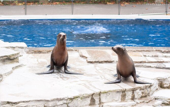 Wilhelma: Seelöwen zurück im Heimatbecken_0