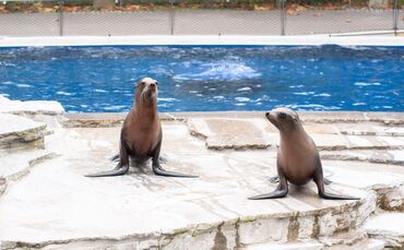 Wilhelma: Seelöwen zurück im Heimatbecken_0