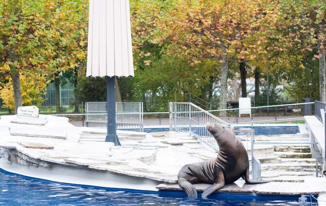 Wilhelma: Seelöwen zurück im Heimatbecken_1