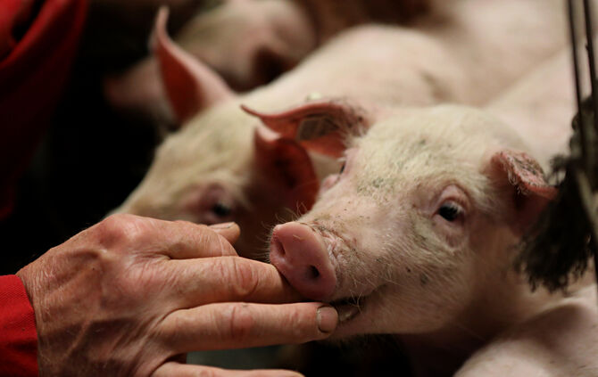 Schweinebauer Müller