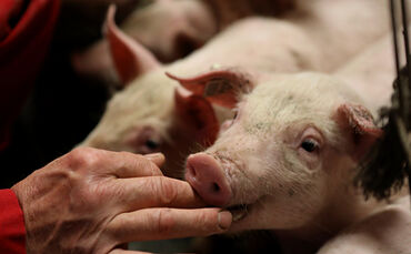 Schweinebauer Müller