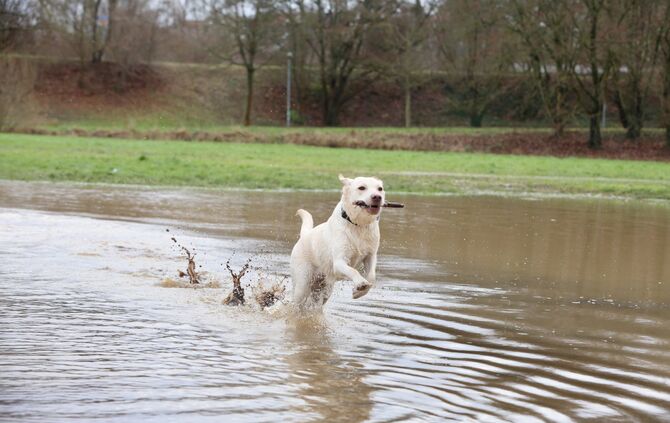 Braucht Waiblingen eine Hundewiese?_0