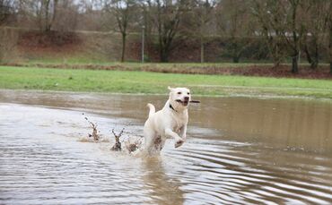 Braucht Waiblingen eine Hundewiese?_0