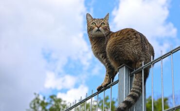 Katze Haustier Tier Ferien Sommer Sommerferien Unterbringung Pension Katzenhotel Waiblingen Kernen Plüderhausen_0