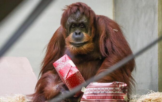 Affen der Wilhelma bekommen Geschenke